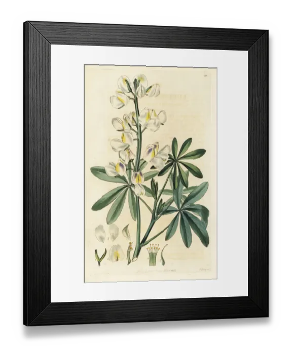 Framed Print : Changeable-coloured lupine, Lupinus mutabilis Framed Print : Changeable-coloured lupine, Lupinus mutabilis