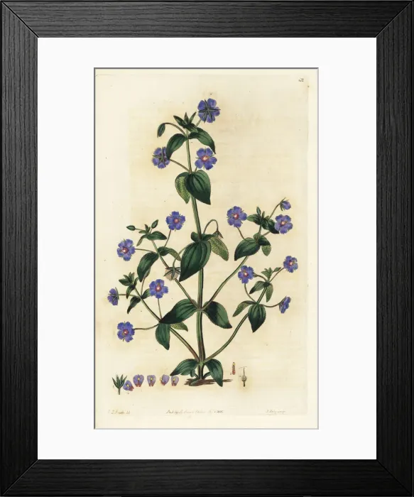 Framed Print : Scarlet pimpernel, Anagallis arvensis Framed Print : Scarlet pimpernel, Anagallis arvensis