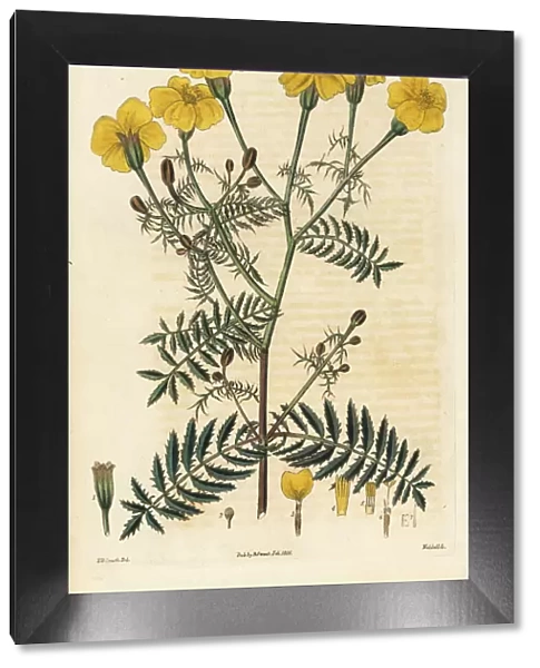 Slender-leaved tagetes, Tagetes tenuifolia