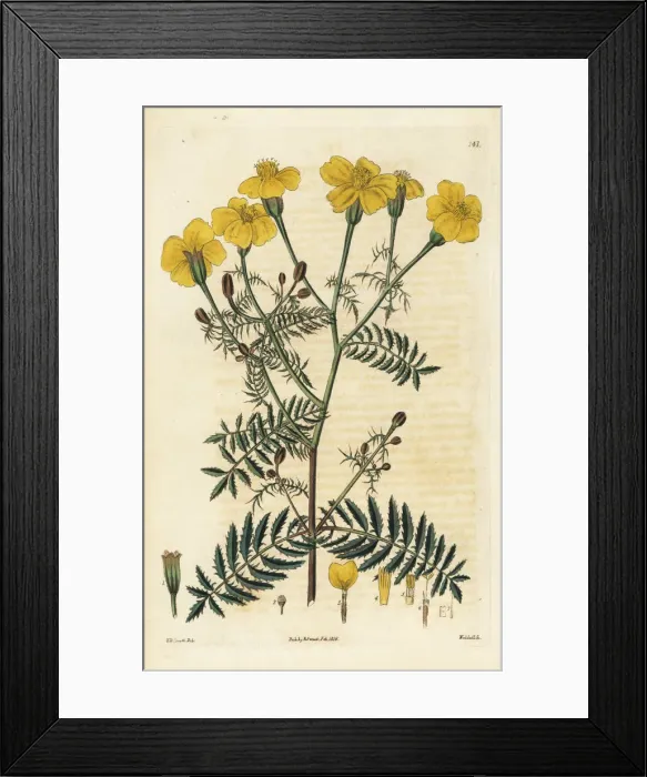 Framed Print : Slender-leaved tagetes, Tagetes tenuifolia Framed Print : Slender-leaved tagetes, Tagetes tenuifolia