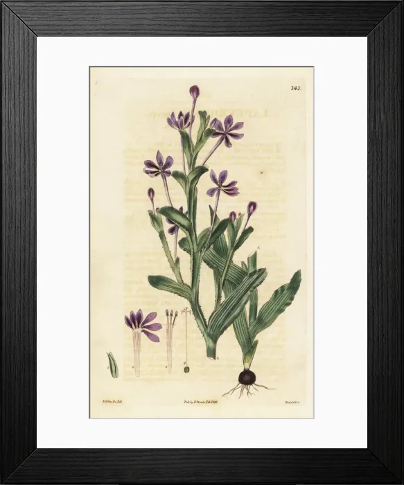Framed Print : Flat-stemmed lapeirousia, Lapeirousia anceps Framed Print : Flat-stemmed lapeirousia, Lapeirousia anceps