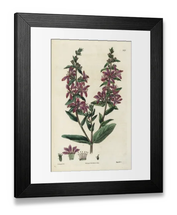 Framed Print : Spreading loosestrife, Lythrum diffusum Framed Print : Spreading loosestrife, Lythrum diffusum
