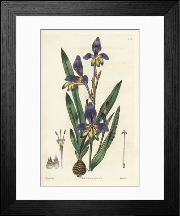 Framed Print : Sparaxis variegata Framed Print : Sparaxis variegata