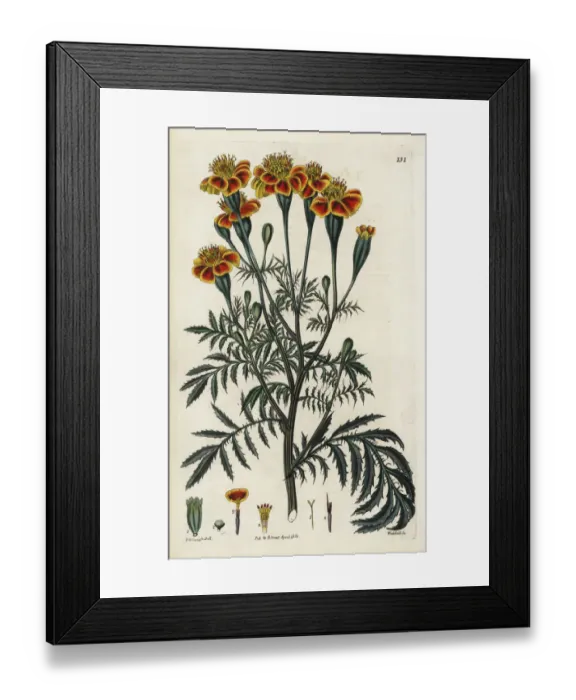 Framed Print : Mexican marigold, Tagetes erecta Framed Print : Mexican marigold, Tagetes erecta