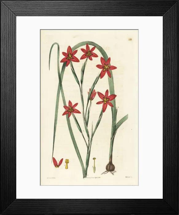 Framed Print : Two-leaf cape tulip, Moraea miniata Framed Print : Two-leaf cape tulip, Moraea miniata