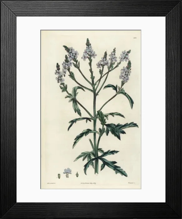 Framed Print : Verbena officinalis var. africana Framed Print : Verbena officinalis var. africana
