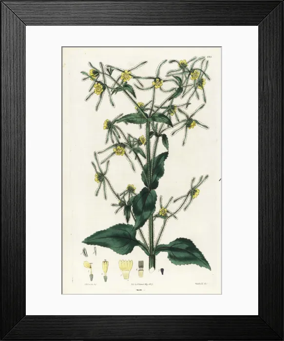 Framed Print : Sigesbeckia jorullensis Framed Print : Sigesbeckia jorullensis