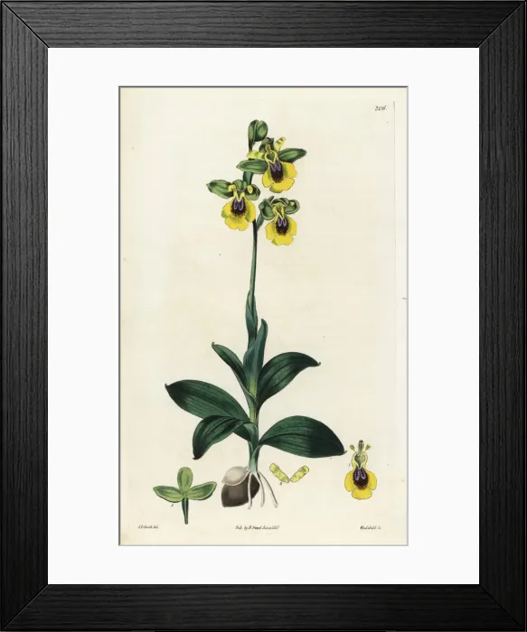 Framed Print : Yellow-flowered ophrys, Ophrys lutea Framed Print : Yellow-flowered ophrys, Ophrys lutea