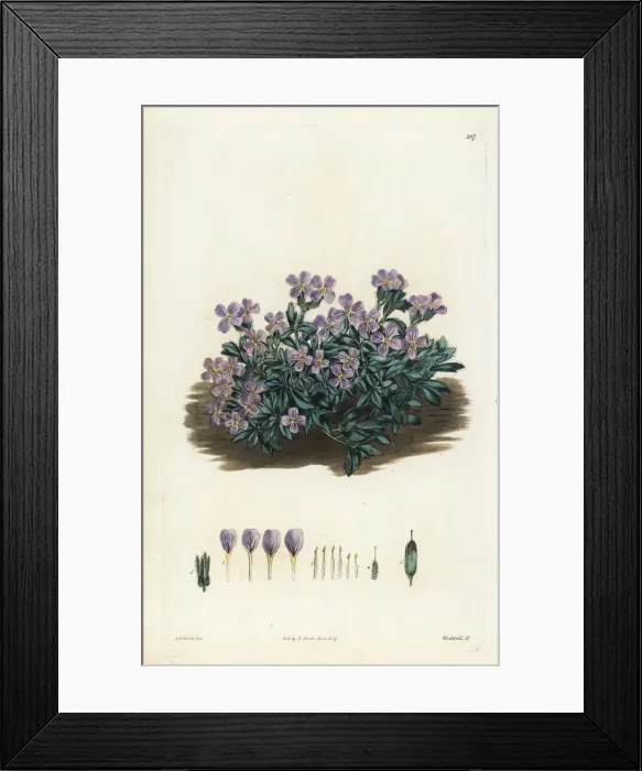 Framed Print : Cyprus rose-flowered rockcress, Arabis purpurea Framed Print : Cyprus rose-flowered rockcress, Arabis purpurea