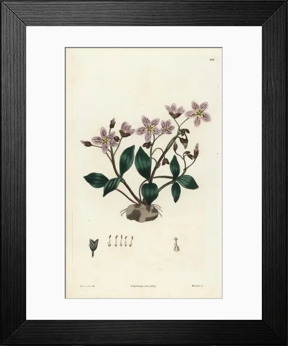 Framed Print : Carolina springbeauty, Claytonia caroliniana Framed Print : Carolina springbeauty, Claytonia caroliniana