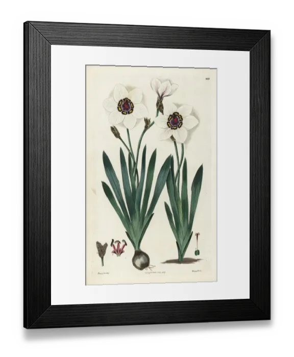 Framed Print : Harlequin flower, Sparaxis elegans Framed Print : Harlequin flower, Sparaxis elegans