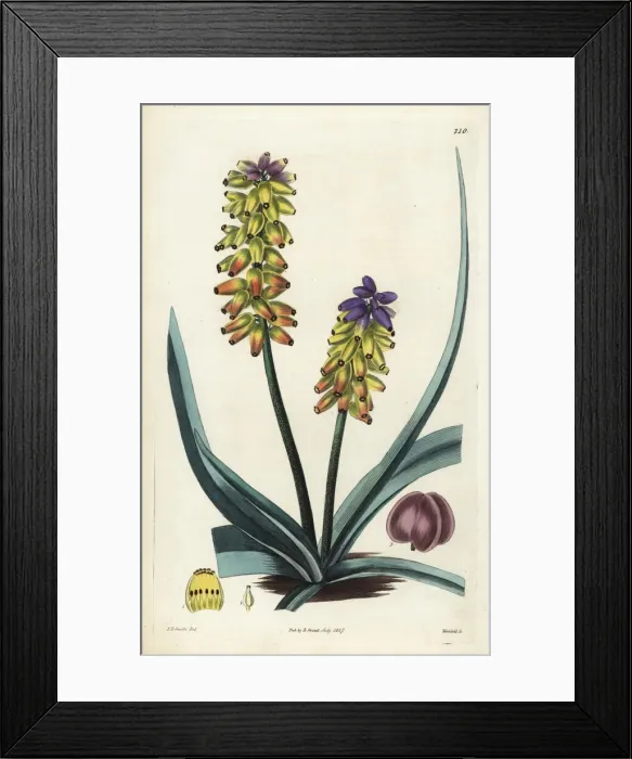 Framed Print : Yellow grape hyacinth, Muscari macrocarpum Framed Print : Yellow grape hyacinth, Muscari macrocarpum