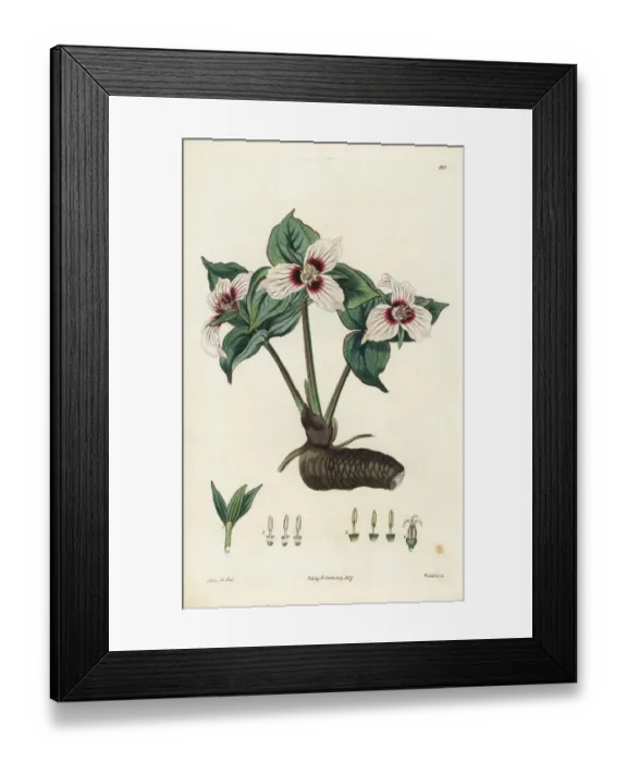 Framed Print : Painted trillium, Trillium undulatum Framed Print : Painted trillium, Trillium undulatum