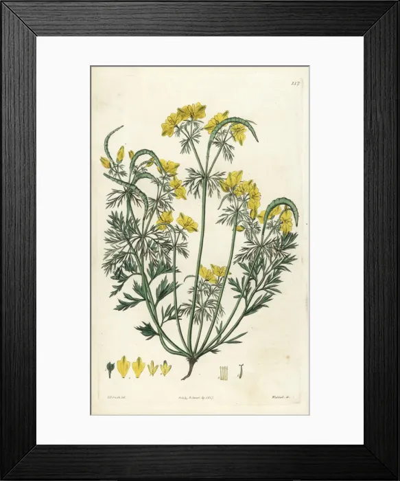 Framed Print : Procumbent hypecoum, Hypecoum procumbens Framed Print : Procumbent hypecoum, Hypecoum procumbens