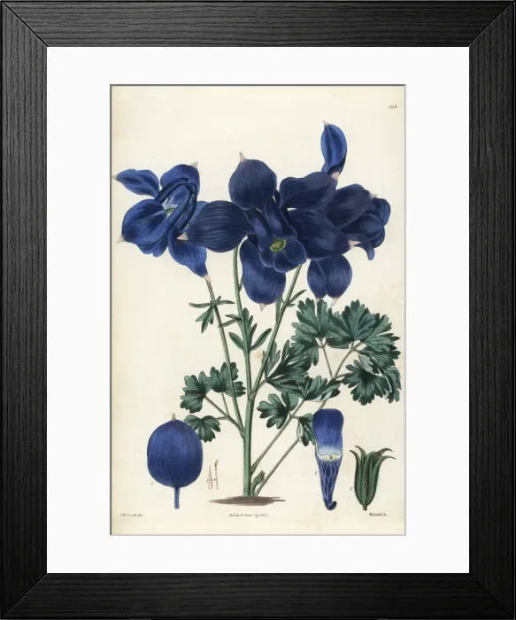 Framed Print : Alpine columbine, Aquilegia alpina Framed Print : Alpine columbine, Aquilegia alpina