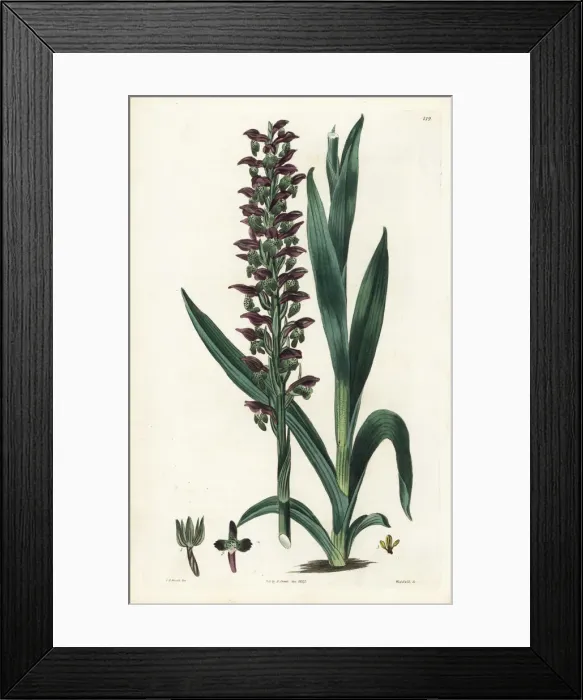 Framed Print : Bug orchid, Anacamptis coriophora Framed Print : Bug orchid, Anacamptis coriophora