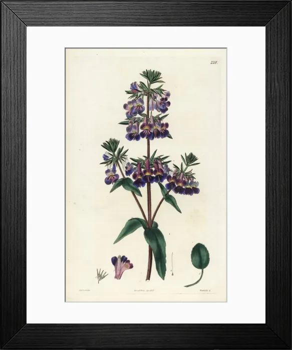 Framed Print : Vernal collinsia, Collinsia verna Framed Print : Vernal collinsia, Collinsia verna