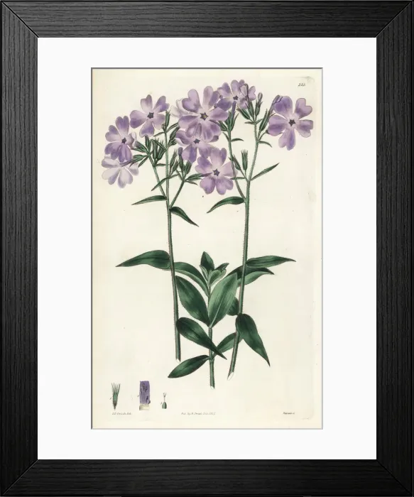 Framed Print : Blue Canadian lychnidea, Phlox canadensis Framed Print : Blue Canadian lychnidea, Phlox canadensis