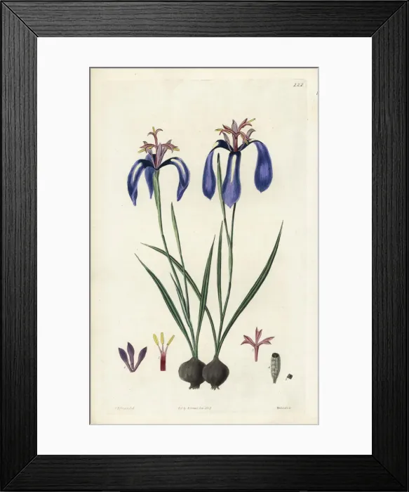 Framed Print : Plaited-leaved herbertia, Herbertia pulchella Framed Print : Plaited-leaved herbertia, Herbertia pulchella