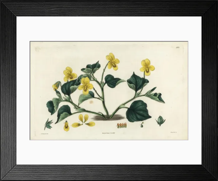 Framed Print : Downy yellow violet, Viola pubescens Framed Print : Downy yellow violet, Viola pubescens