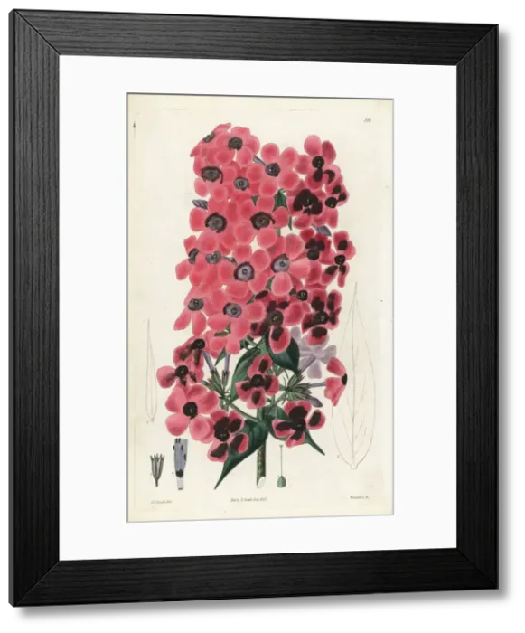 Framed Print : Sweet-scented lychnidea, Phlox odorata Framed Print : Sweet-scented lychnidea, Phlox odorata