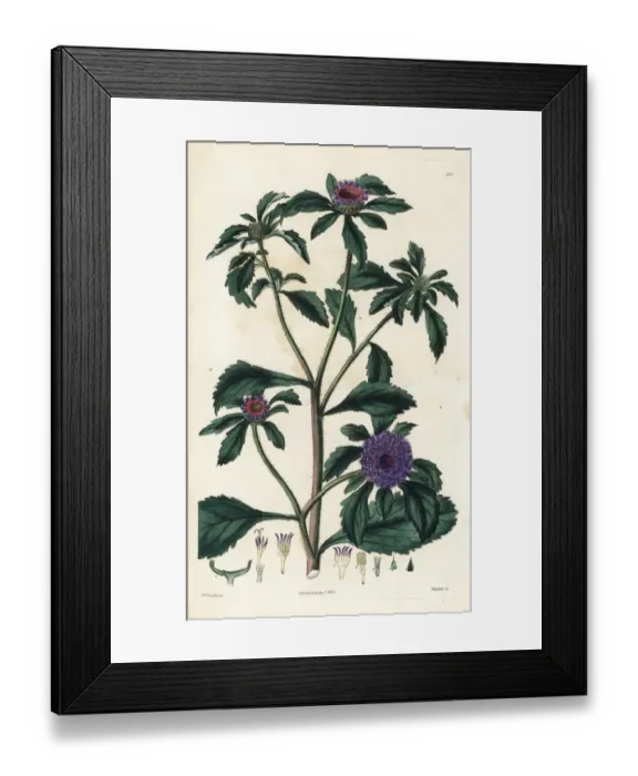 Framed Print : Centratherum punctatum Framed Print : Centratherum punctatum