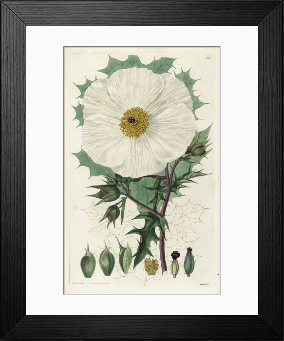 Framed Print : White Mexican prickly poppy or Large-flowered Framed Print : White Mexican prickly poppy or Large-flowered