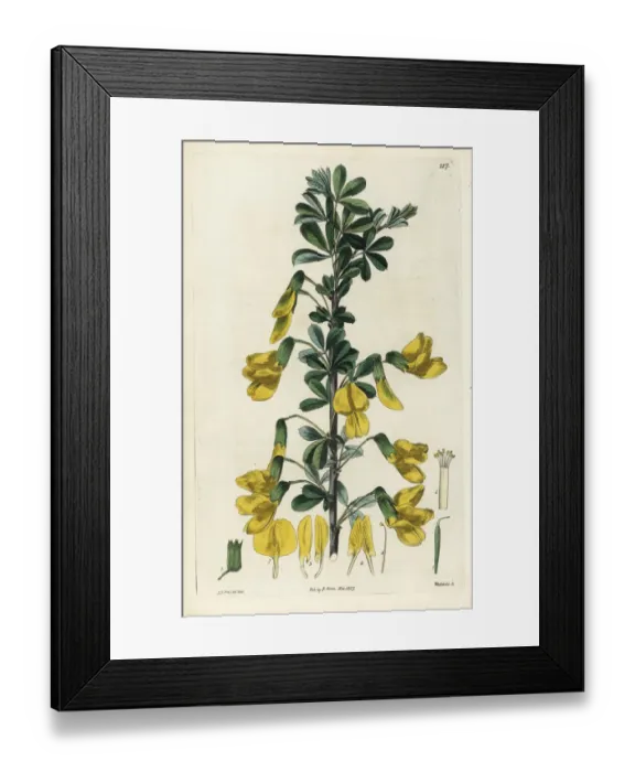 Framed Print : Russian peashrub, Caragana frutex Framed Print : Russian peashrub, Caragana frutex