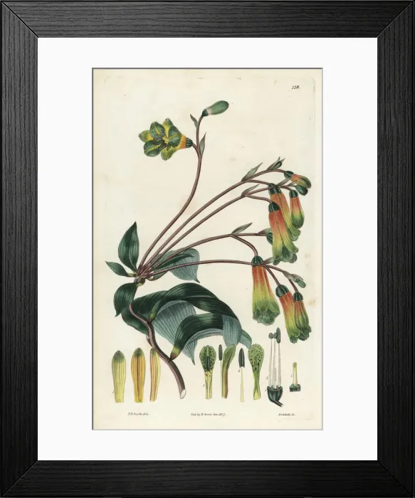 Framed Print : Pink bomarea, Bomarea edulis Framed Print : Pink bomarea, Bomarea edulis
