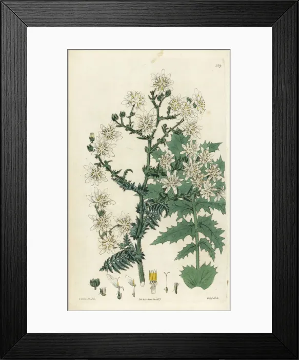 Framed Print : Moscharia pinnatifida Framed Print : Moscharia pinnatifida