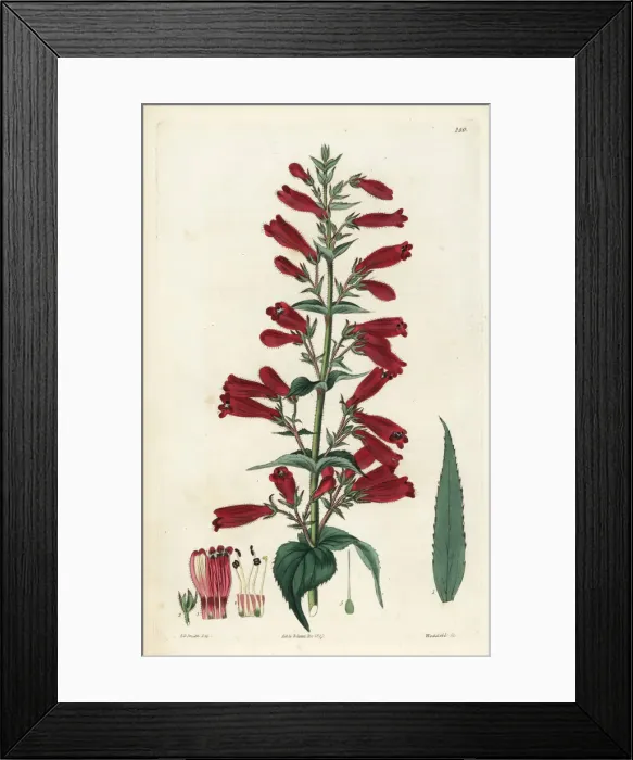 Framed Print : Penstemon roseus Framed Print : Penstemon roseus