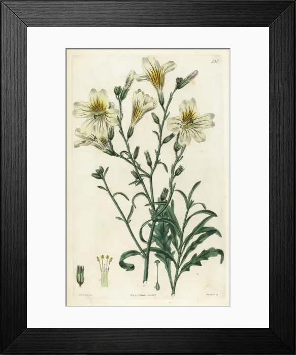 Framed Print : Velvet trumpet flower, Salpiglossis sinuata Framed Print : Velvet trumpet flower, Salpiglossis sinuata