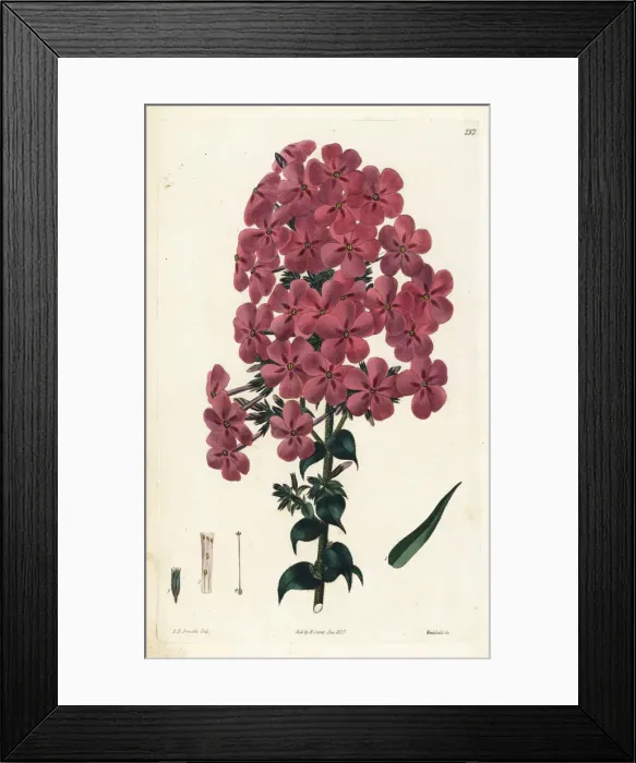 Framed Print : Reflexed-leaved lychnidea, Phlox reflexa