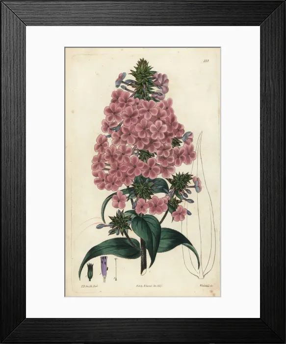 Framed Print : Pyramidal lychnidea, Phlox pyramidalis Framed Print : Pyramidal lychnidea, Phlox pyramidalis