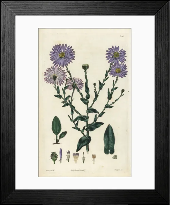Framed Print : Late purple American-aster, Symphyotrichum patens Framed Print : Late purple American-aster, Symphyotrichum patens