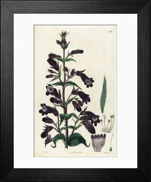 Framed Print : Penstemon atropurpureus Framed Print : Penstemon atropurpureus