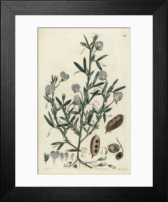 Framed Print : Chickling pea, subterranean lathyrus or earth-pea Framed Print : Chickling pea, subterranean lathyrus or earth-pea