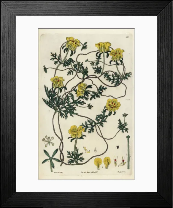 Framed Print : Elegant cup-flower, Scyphanthus elegans Framed Print : Elegant cup-flower, Scyphanthus elegans