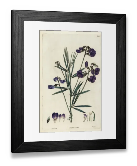 Framed Print : Blue-flowered platystylis, Platystylis cyanea Framed Print : Blue-flowered platystylis, Platystylis cyanea