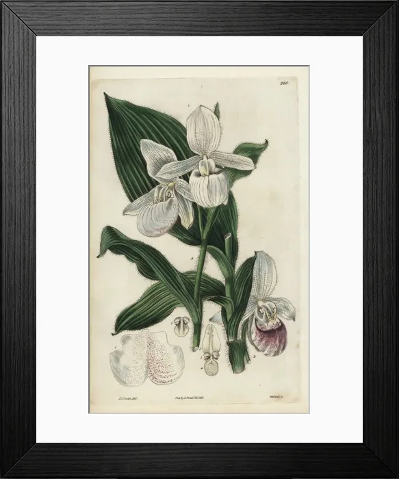 Framed Print : Showy ladys slipper orchid, Cypripedium reginae Framed Print : Showy ladys slipper orchid, Cypripedium reginae