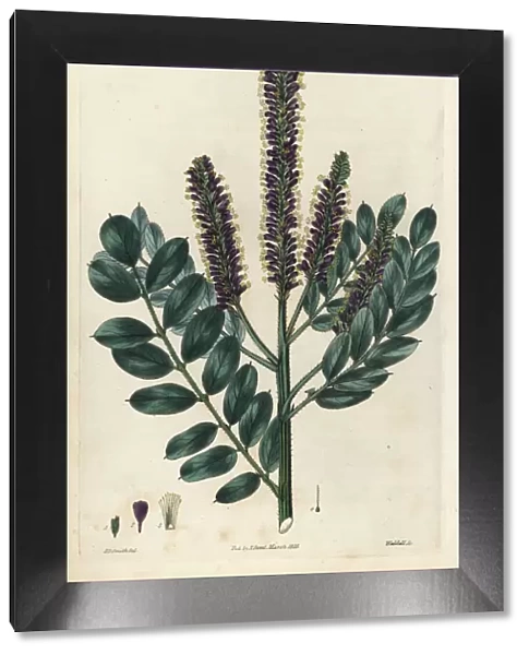 False indigo-bush, Amorpha fruticosa