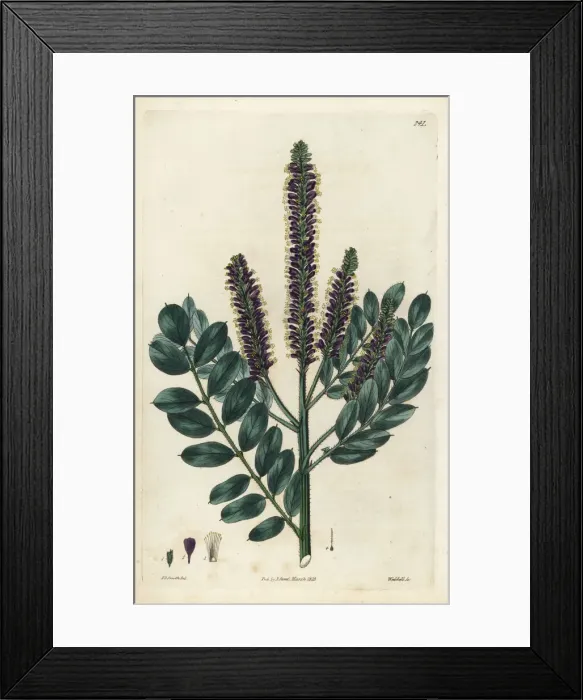 Framed Print : False indigo-bush, Amorpha fruticosa Framed Print : False indigo-bush, Amorpha fruticosa