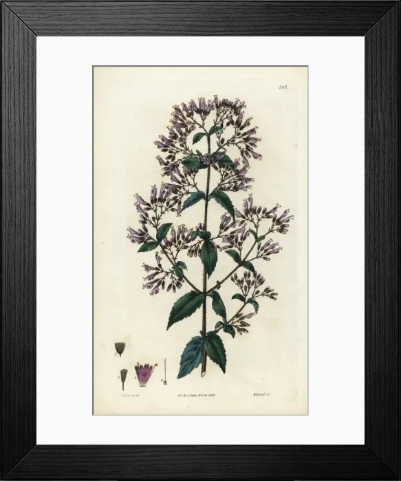 Framed Print : Stonemint, Cunila origanoides Framed Print : Stonemint, Cunila origanoides