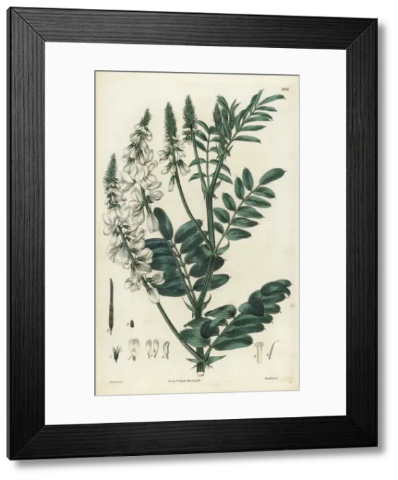 Framed Print : Goats rue, Galega officinalis Framed Print : Goats rue, Galega officinalis