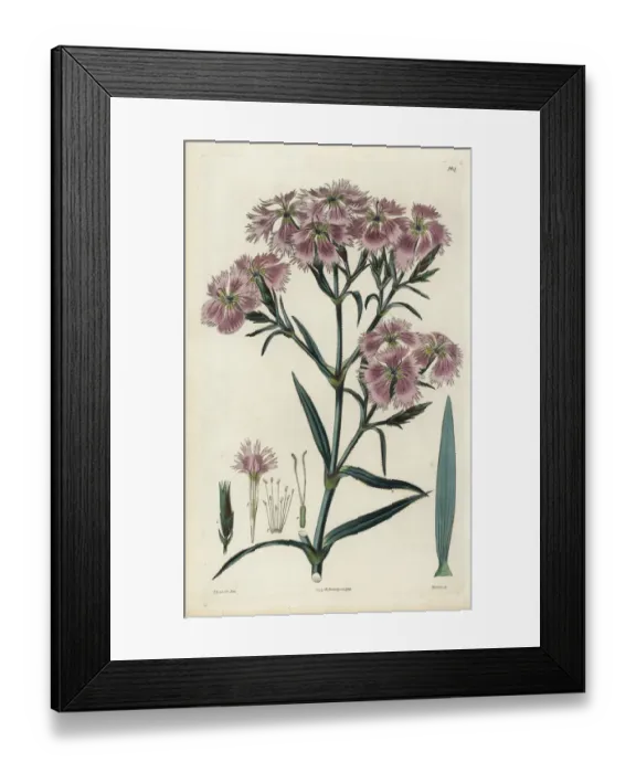 Framed Print : China pink, Dianthus chinensis Framed Print : China pink, Dianthus chinensis