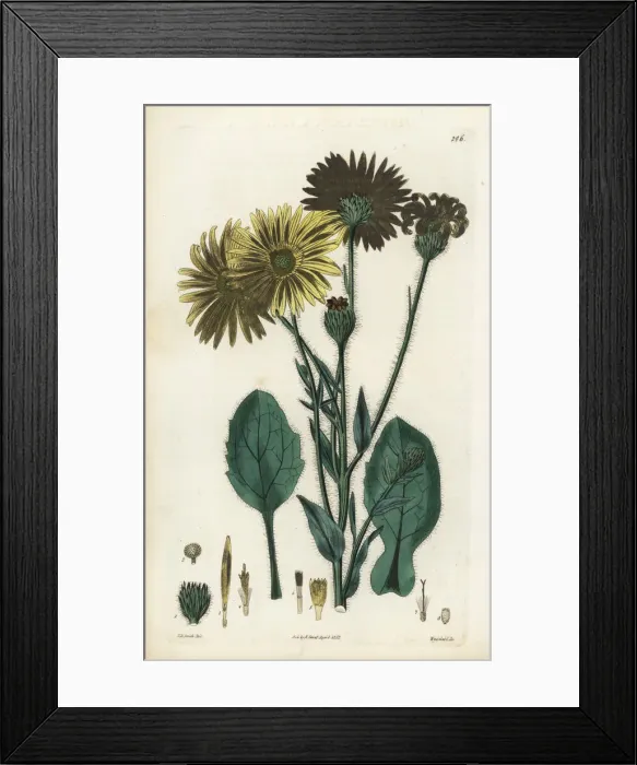 Framed Print : Golden aster, Heterotheca inuloides Framed Print : Golden aster, Heterotheca inuloides