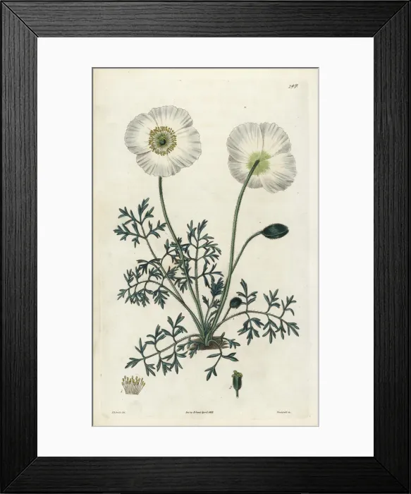Framed Print : Alpine poppy, Papaver alpinum Framed Print : Alpine poppy, Papaver alpinum