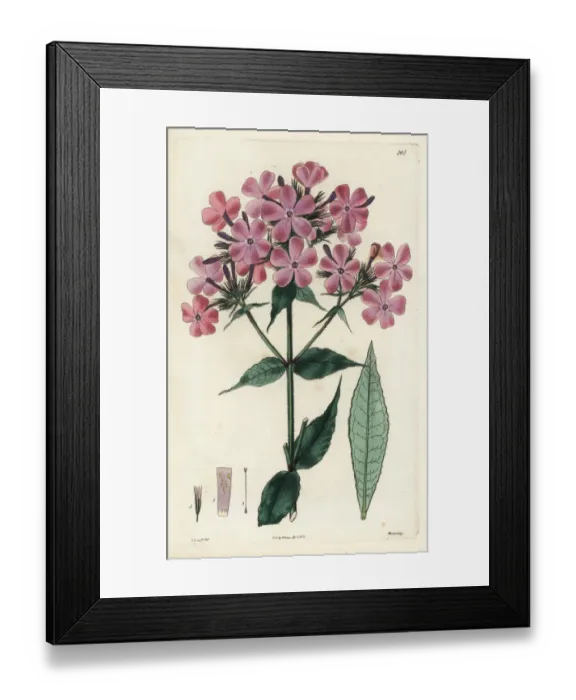 Framed Print : Rough-leaved lychnidea, Phlox scabra Framed Print : Rough-leaved lychnidea, Phlox scabra