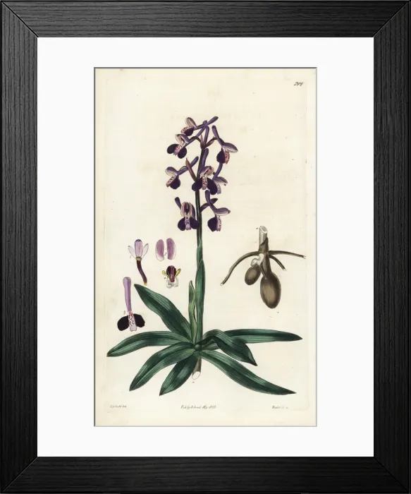 Framed Print : Anacamptis morio subsp. longicornu Framed Print : Anacamptis morio subsp. longicornu