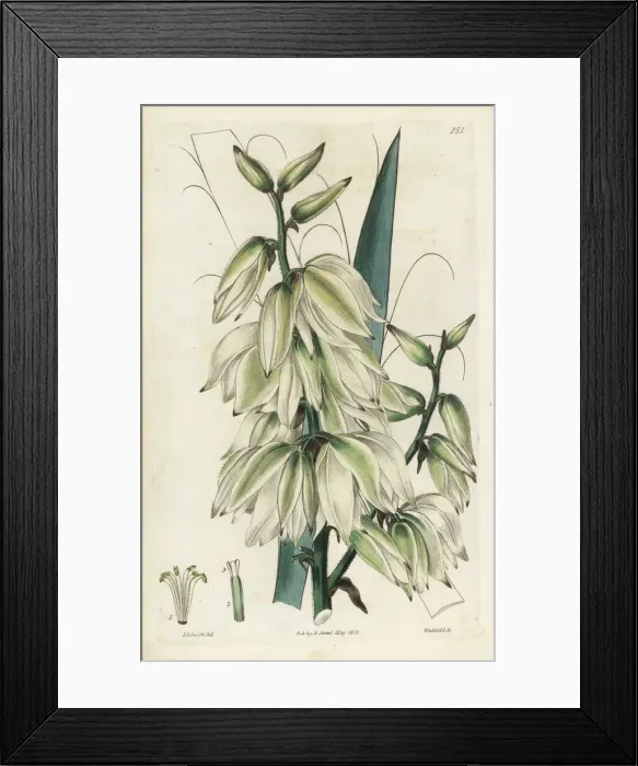 Framed Print : Needle palm, Yucca flaccida Framed Print : Needle palm, Yucca flaccida